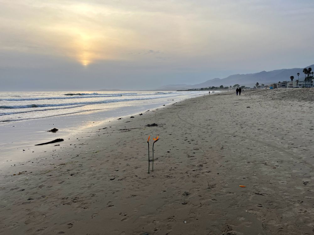Birds of paradise in the sand on a beach. Tide, sunset, and mountains visible. 