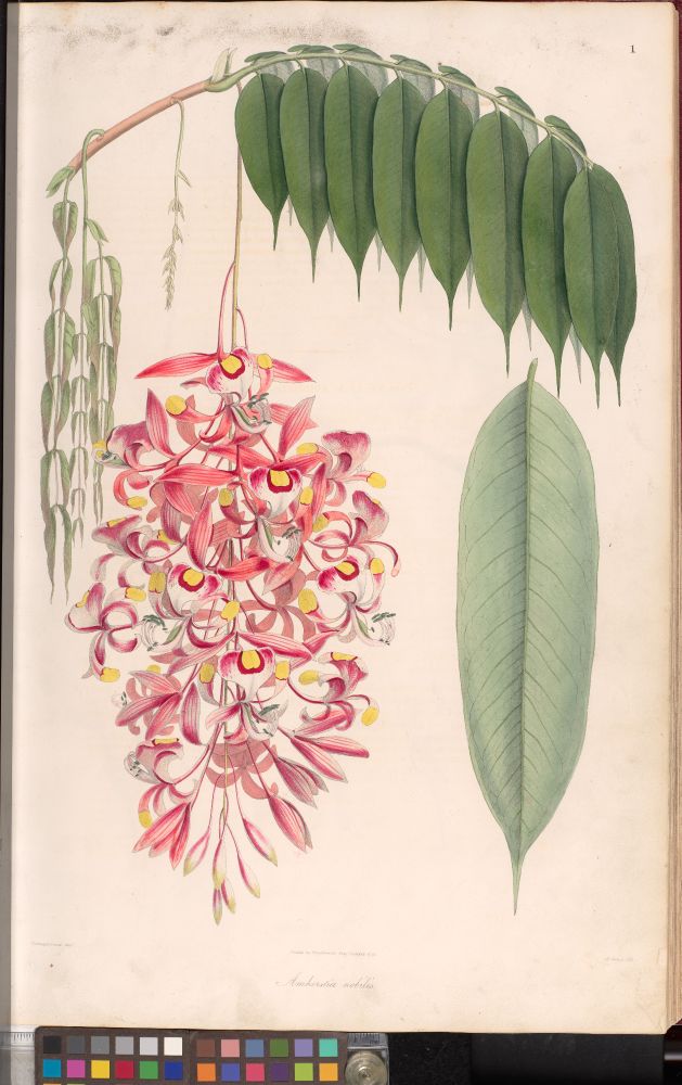 Amherstia nobilis, hand-coloured lithograph by Maxim Gauci, based on drawing by Vishnuprasad from Nathaniel Wallich, Plantae Asiaticae Rariores 1 (1830).