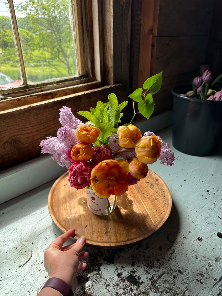 A bouquet of orange and pink tulips with mint and pink hyacinth on a wooden lazy Susan on a weathered pale blue table. There is a window to the left and a black bucket of purple tulips just visible in the top right. 