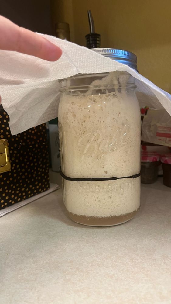 Sourdough starter nearly overflowing with bubbles and growth