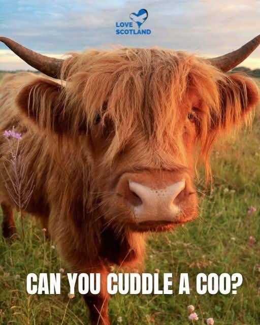 Furry cow with bangs over its eyes.