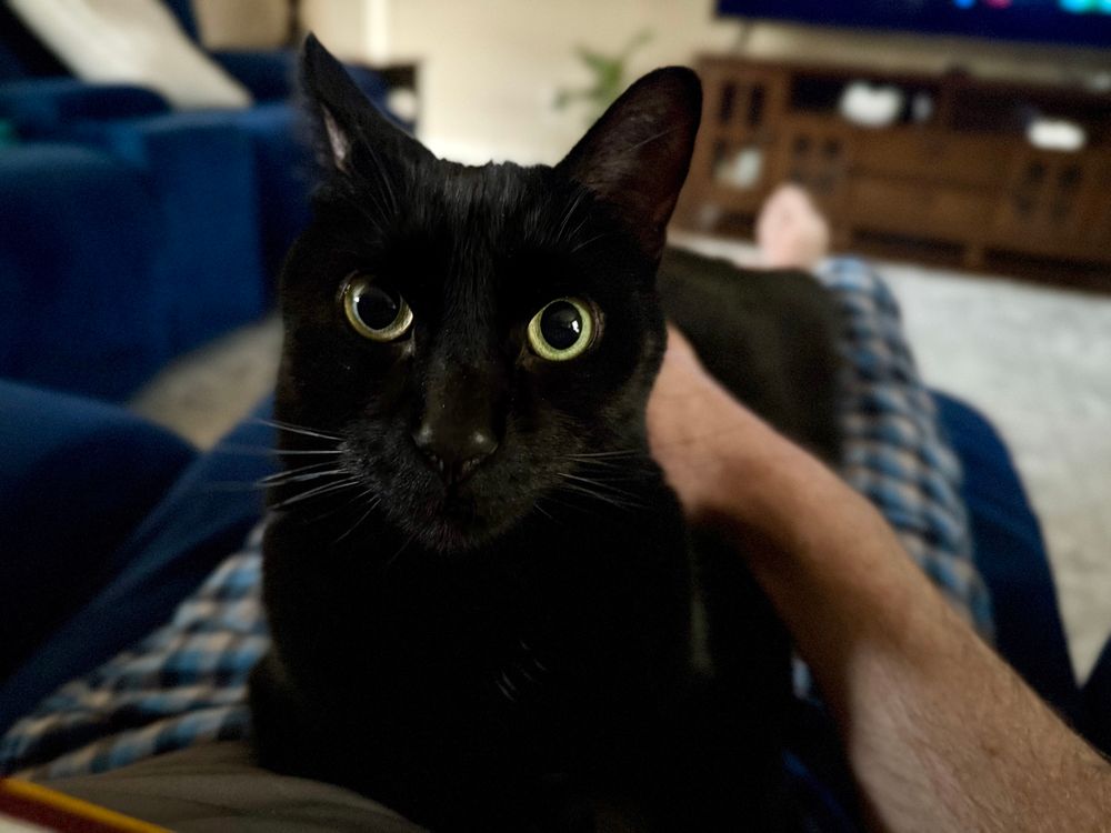 A photo of a black cat on his owner’s lap, looking at the camera with large greenish yellow eyes.