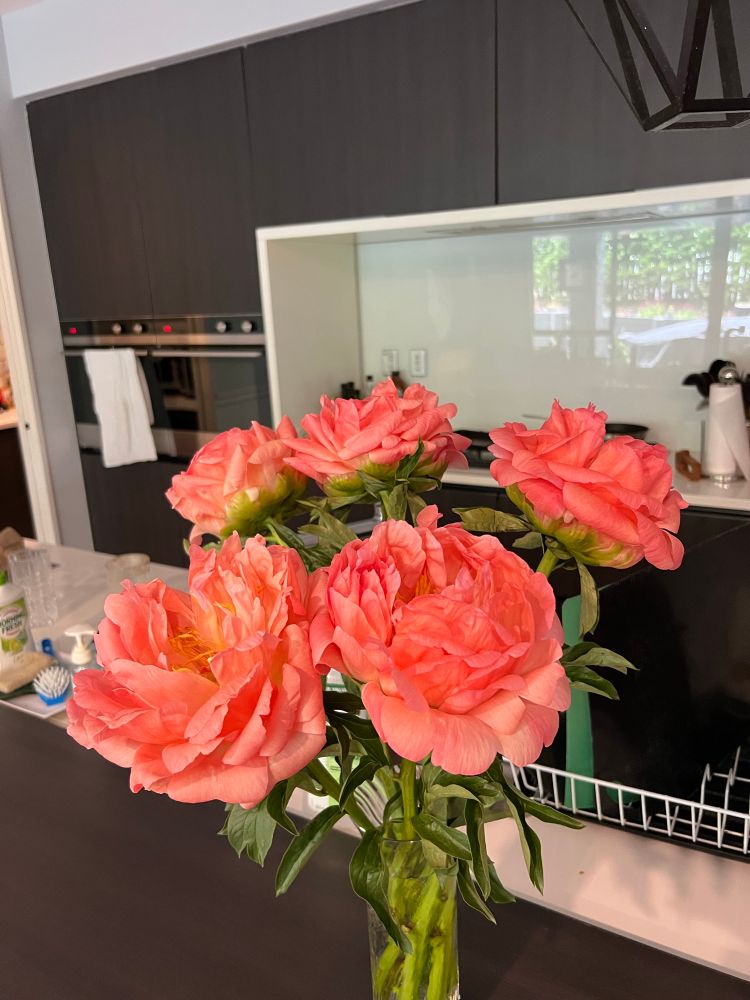 A vase of 5 peonies on day 3 in the house. They started bright pink on the outside with a hint of peach. Now more of the orangey peach on the outside. 