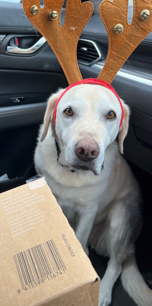 A blonde labrador wearing antlers in May 2025. 
