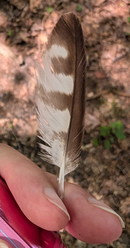 A small owl feather held in front of the forest trail it was found on. 
