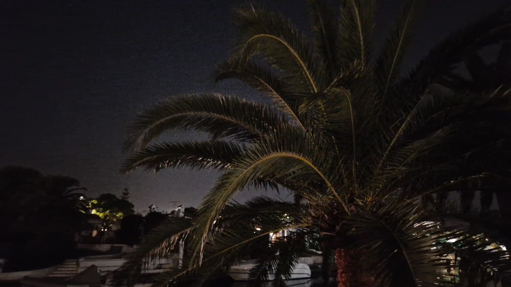 Un palmier dans une marina