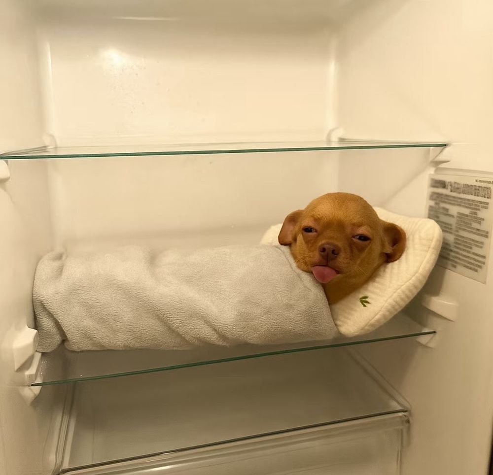 Little dog sleeping