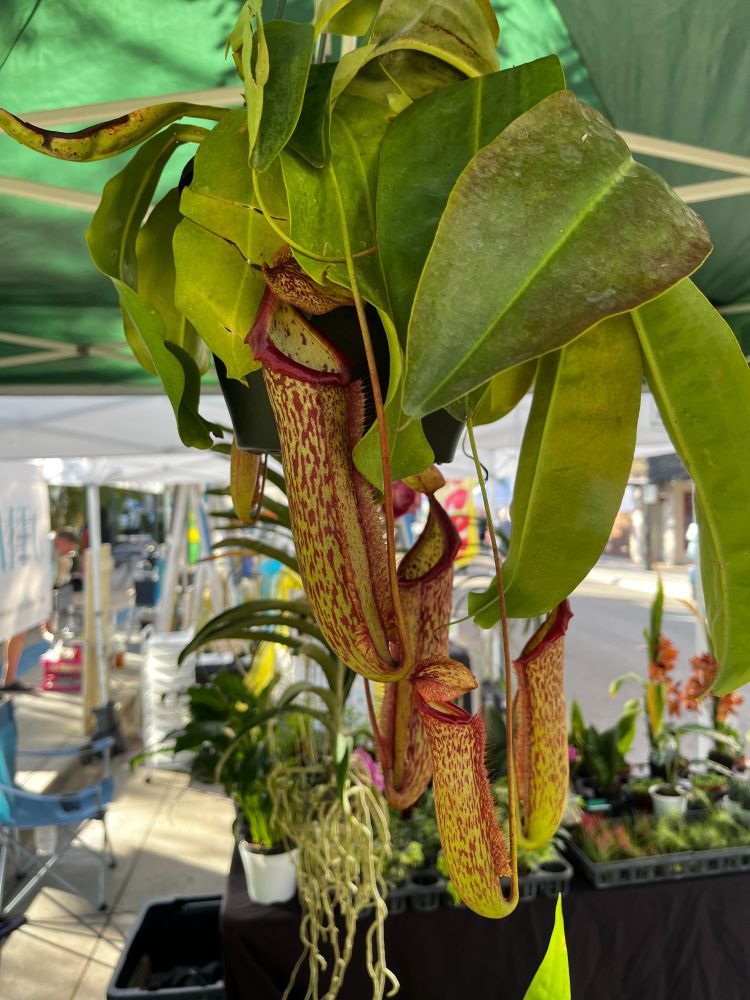 "miranda" pitcher plant