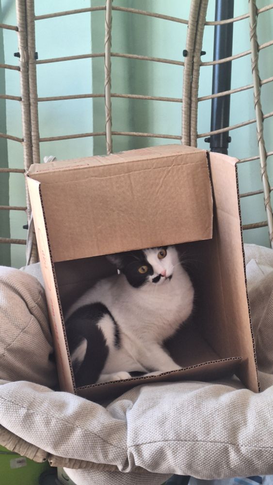 Gatita blanquinegra dentro de una caja de cartón