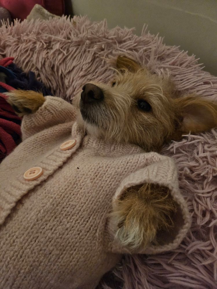 My dog, Bibi dressed in a knitted jumper but her arms aren't all the way through the sleeves. She is staring at the ceiling, wondering how she got here.