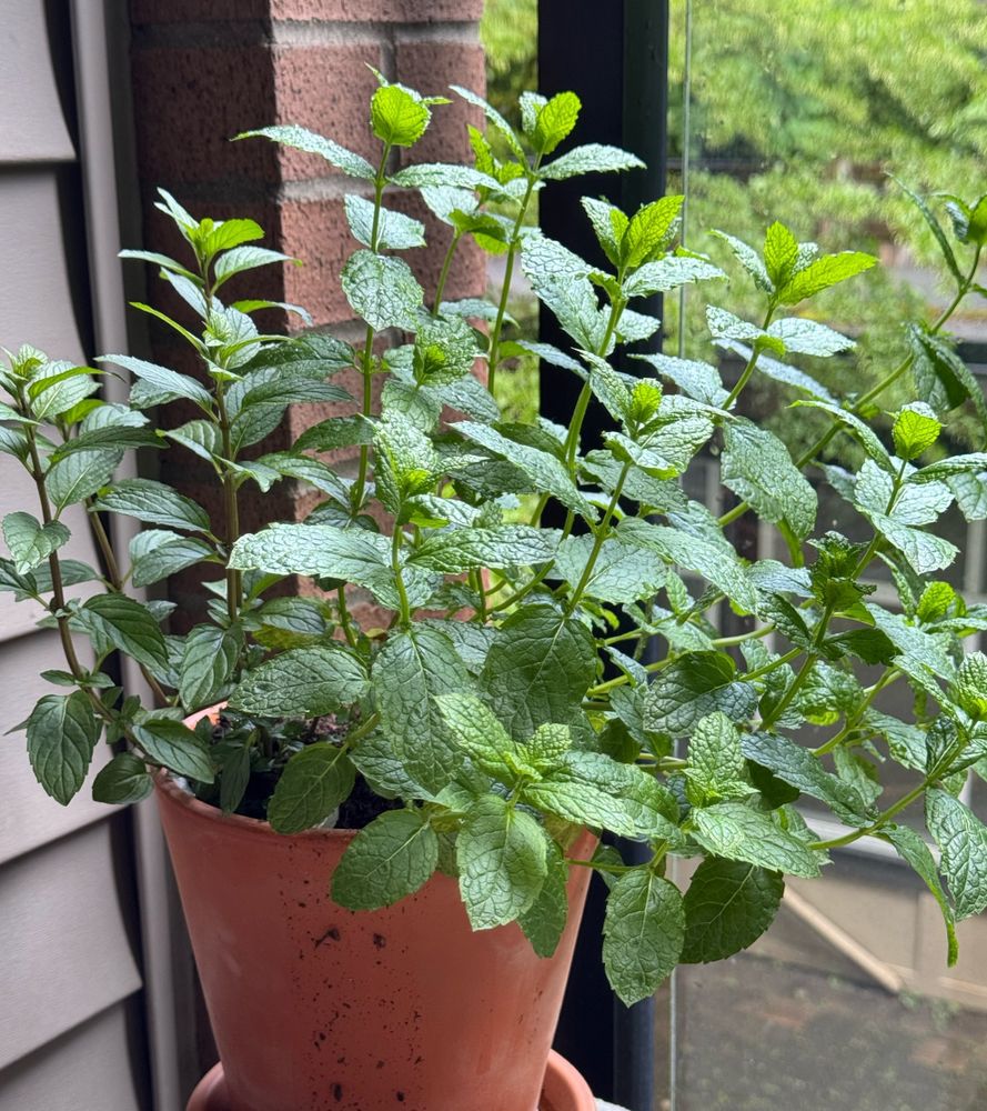 Potted plants - Spearmint and Peppermind sharing a pot