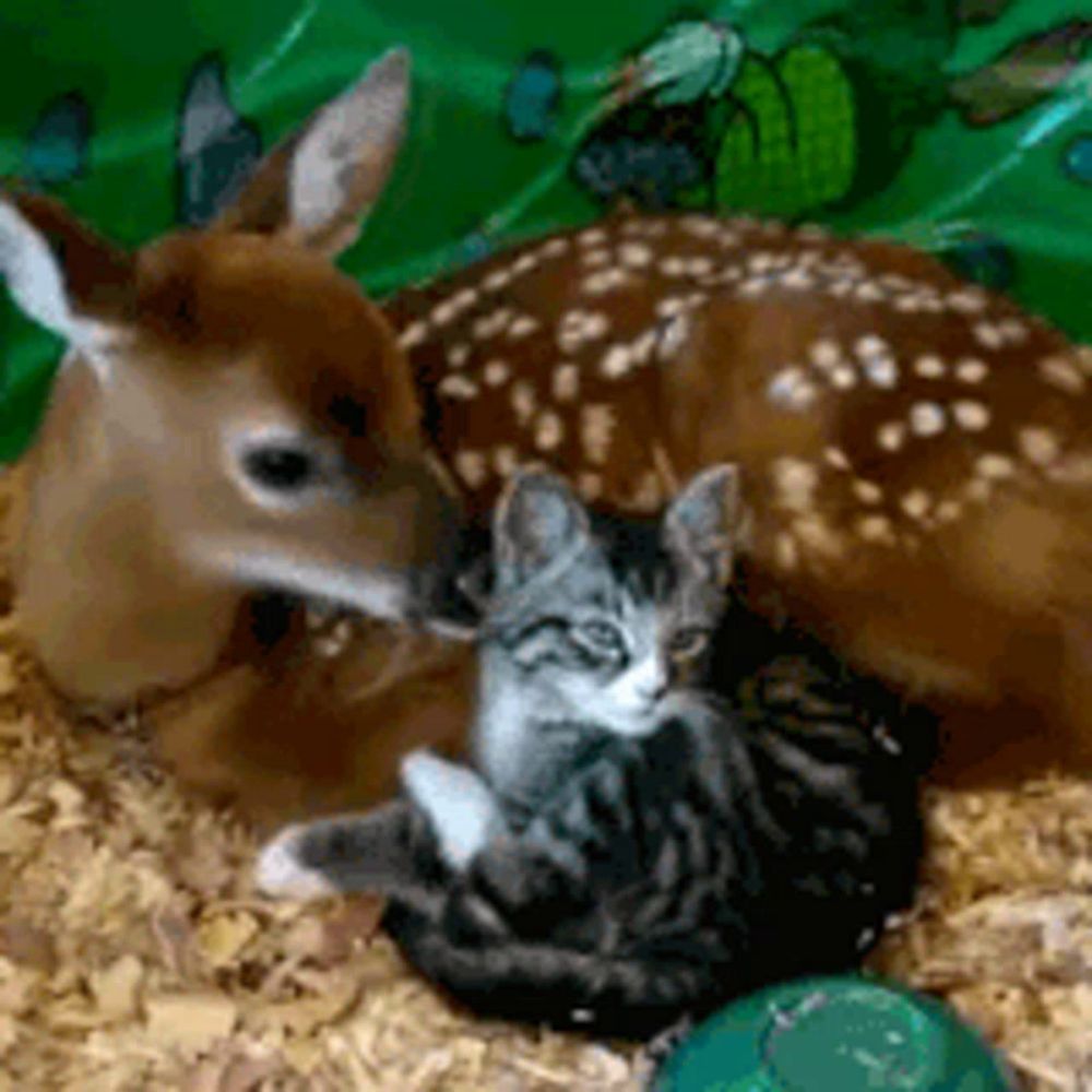 a baby deer and a kitten are laying together