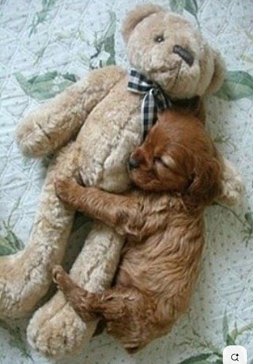 Puppy sleeping with Teddy