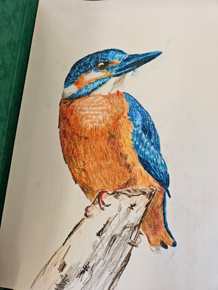 Ein mit Buntstiften gemalter eisvogel sitzend auf einem ast