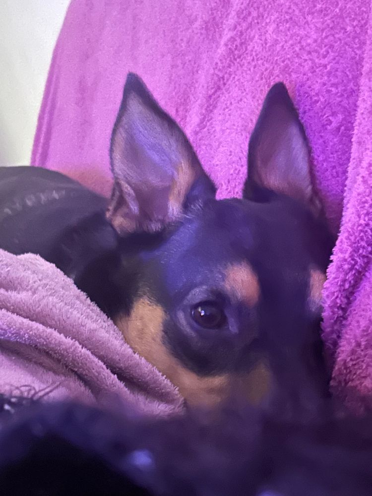 My dog and his pointy ears