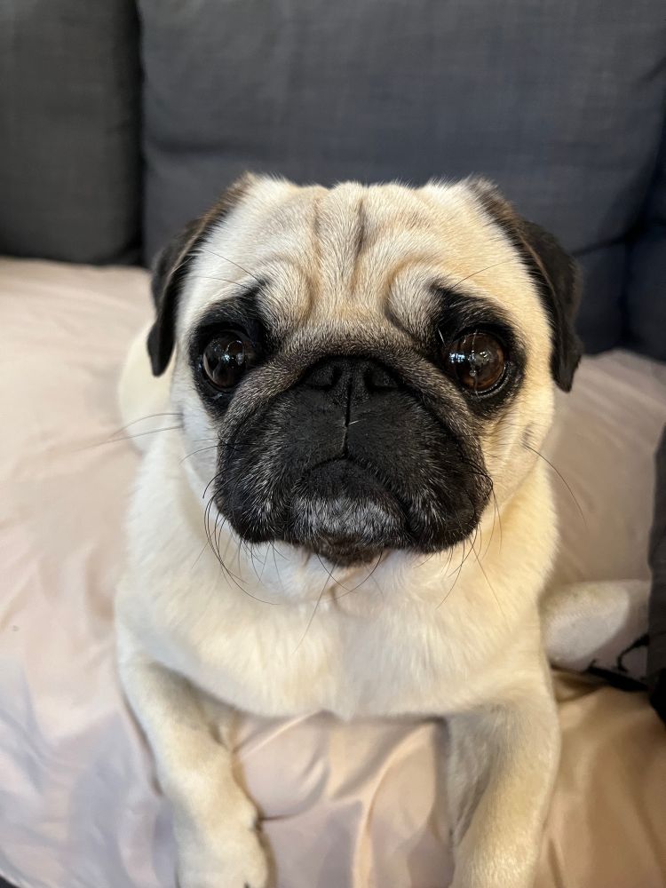 Cute fawn pug stares adoringly into the camera 