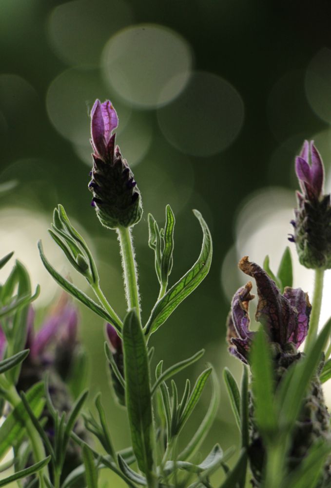 Lavendula surrounded with green leaves and other smaller lavendula flowers. A greenish background, photographed in bokeh-style  with some lighter circles in the blurry green.