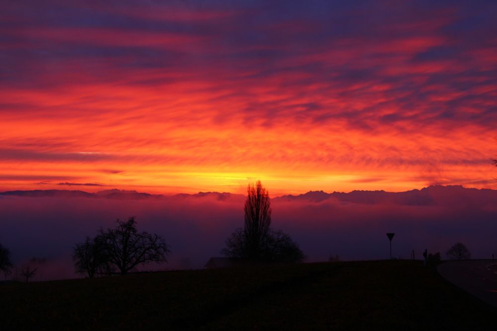 Sunrise over a hill with several trees as black sillouettes. The valley filled with foh. The horizon is glowing orange and red while the clouds are purple covered.