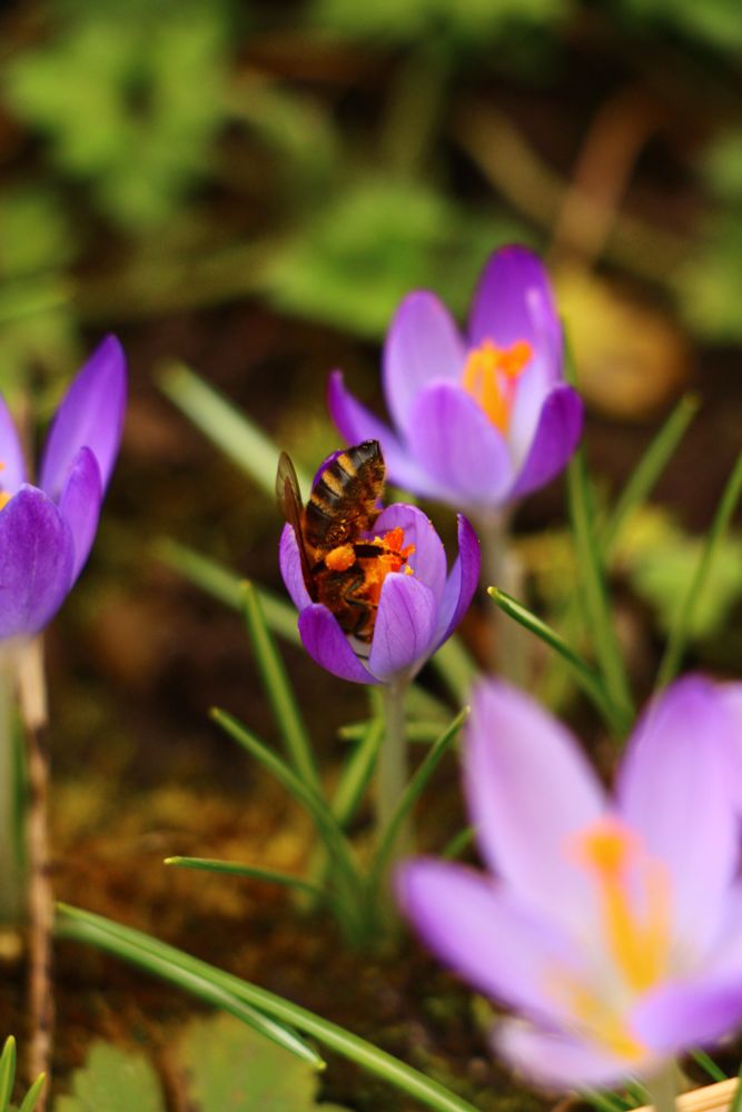 Crocus flower with a bee inside.
Flowers in front and back are blurry as the background in green is, too