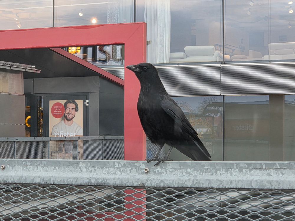 Krähe auf einem Geländer sitzend, im Hintergrund die verglasten Fenster eines Gebäudes zu sehen. Ein roter Balken/Umrandung links davon