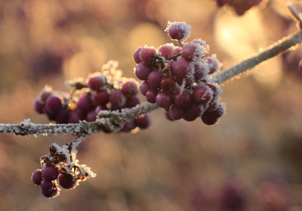 Berries on a little branch in the sunlight. Frozen dew glows in the soft light of the sun.