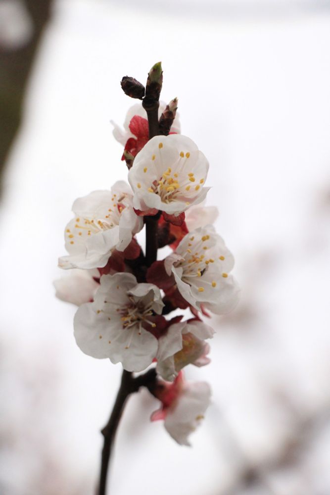 Ast mit Aprikosen-Blüten, die alle am Blühen sind.
Blossom of apricot tree. Full-blooming branch.