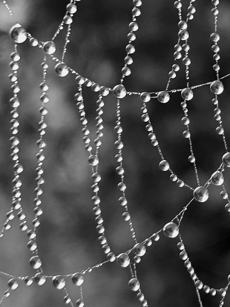 Water drops on a spider web