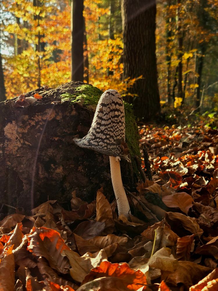 A funghi in front of a stump while there are brown leaves are laying everywhere on the ground. A violet light bow is showing up over the mushroom. Trees and golden shimmering leaves in the background