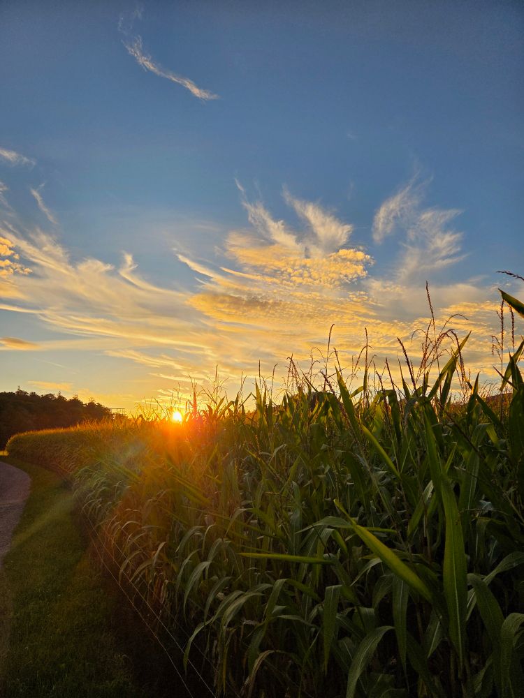 Field of corn while the sun is going under and shines with a orange ligjt over the scenery. Blue sky with some clouds on it.