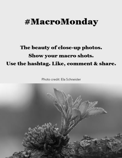 MacroMonday announcement.
Shows a small little branch in black/white while there is a text about MacroMonday above