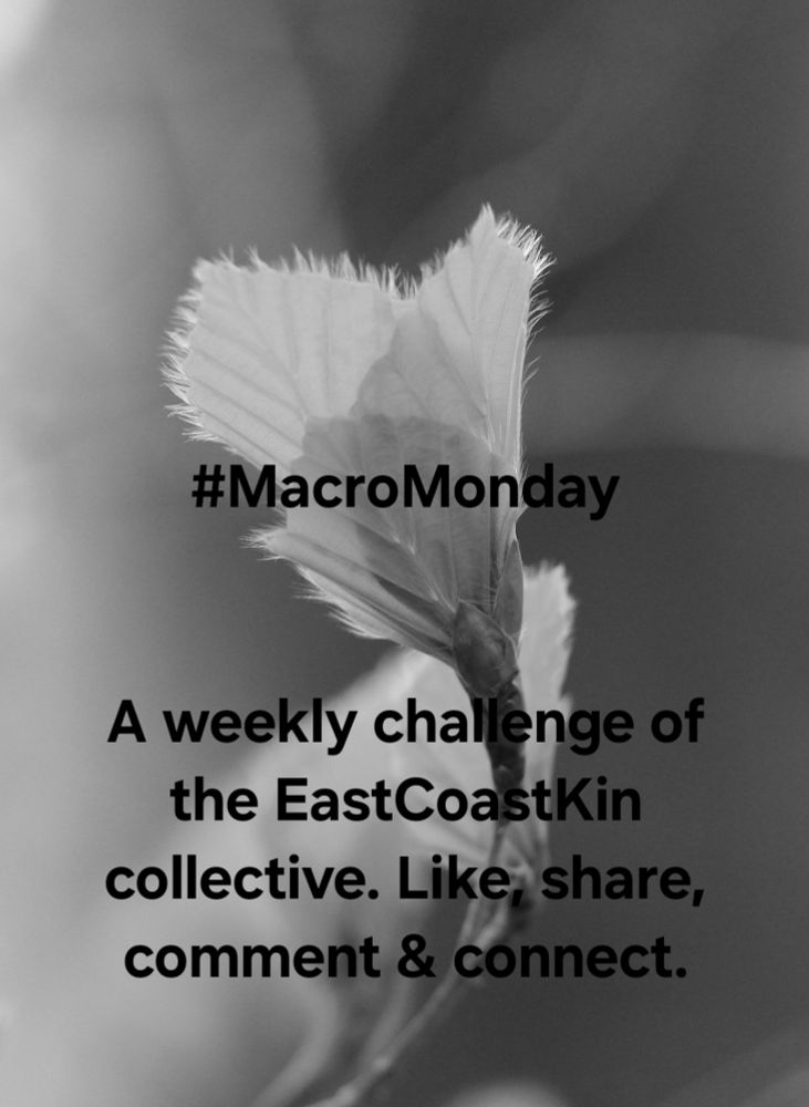 MacroMonday Announcement