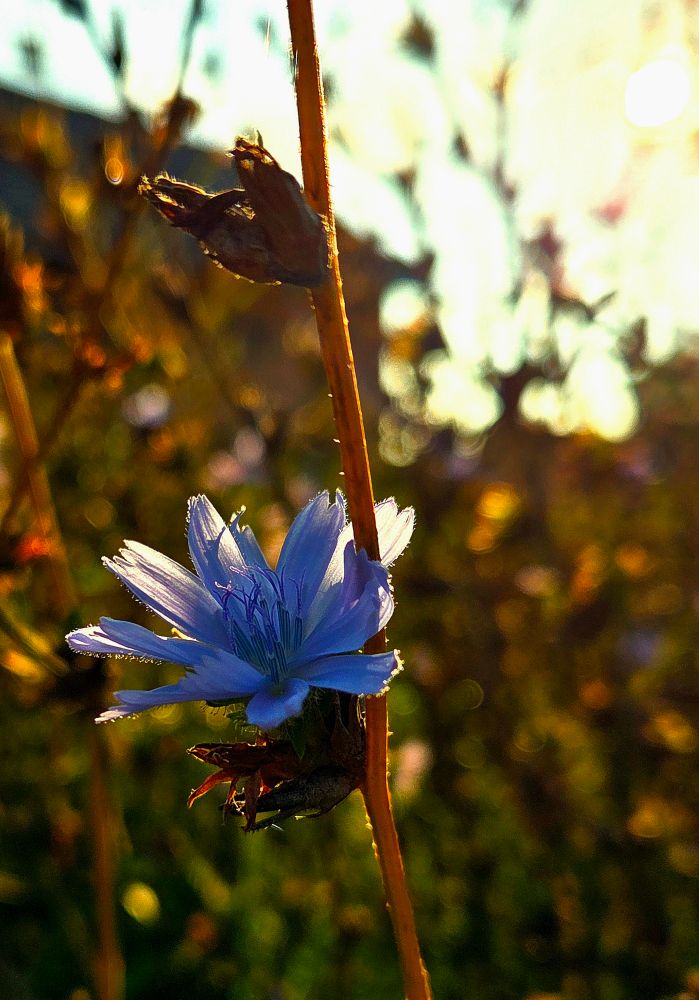 A flower on a branch is touched by sunlight which let her glowing. The background is blurry and in brown and green tones