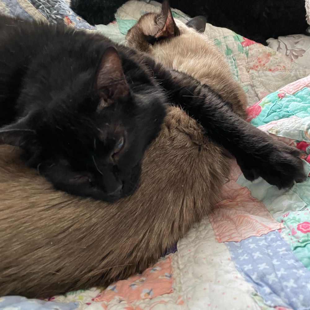 My blissed-out polydactyl Tess purring happily with her body covering half of his, a paw extended so you can see her extra toes.