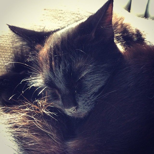 My little elf curled up in a tight ball, catching golden hour sunshine. Her fur is so fluffy and her tail is wrapped around her - the only features you can readily discern are on her head. 