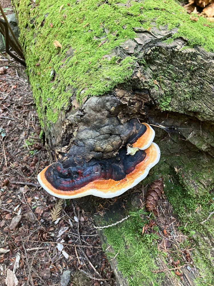 A large conk on a log that is brown, red, orange and yellow 