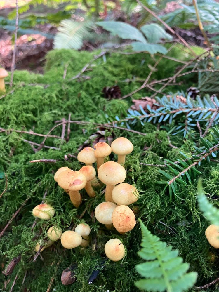 Tiny yellow mushrooms on a mossy log 
