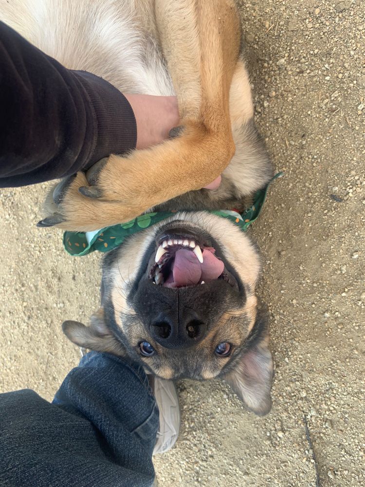 Dog on the ground happily getting pets