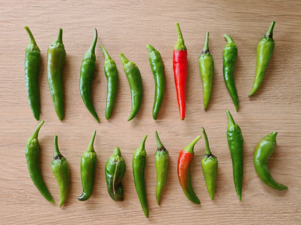 20 small green chilis in two rows on a wood laminate countertop, with 7th from left in each row ripened to red colour. Proud harvest.