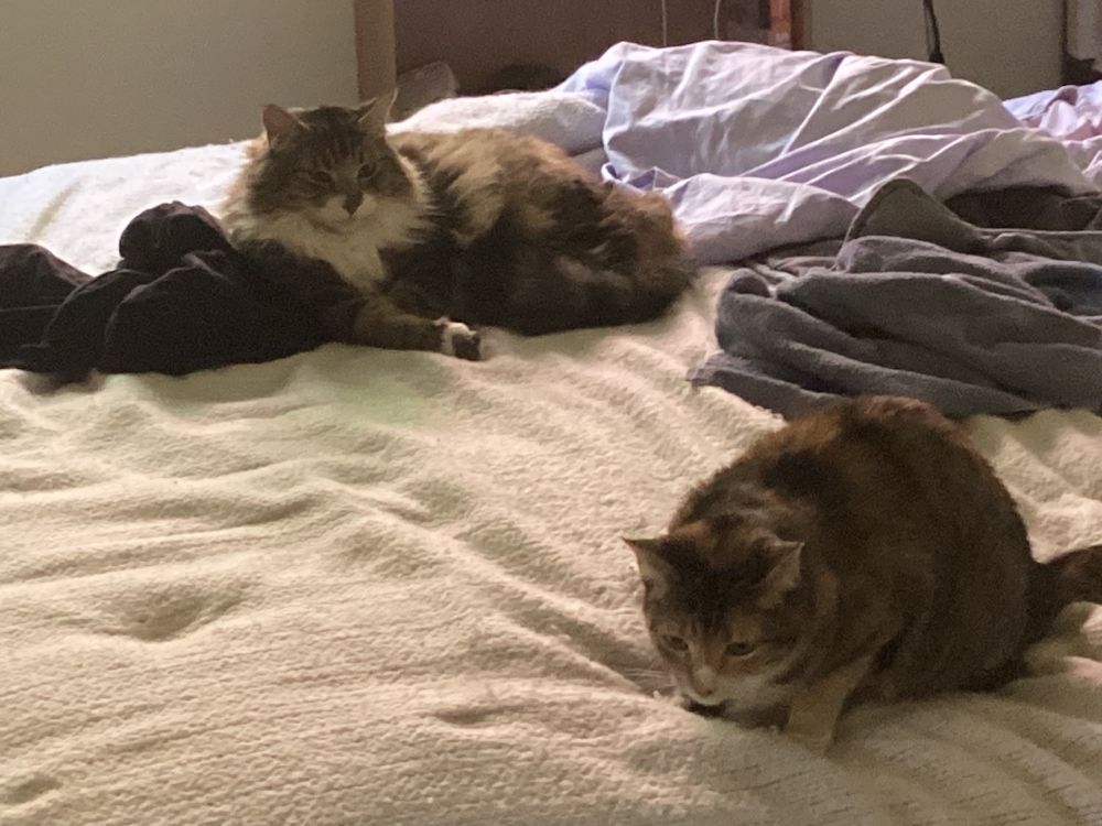 A Maine coon cat, and a calico cat sit on a bed covered in a white woven blanket. The former looks roughly to the camera, the latter down at something out of shot. They are brown white great and orange in color.