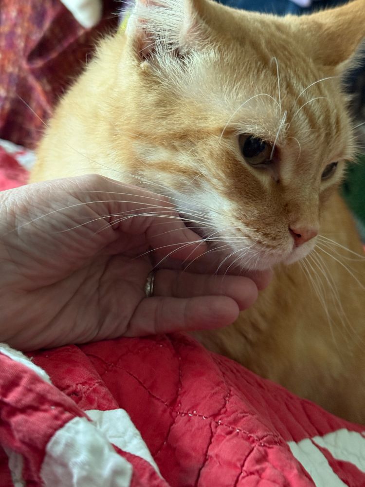 Pale ginger cat with mom’s hand under chin