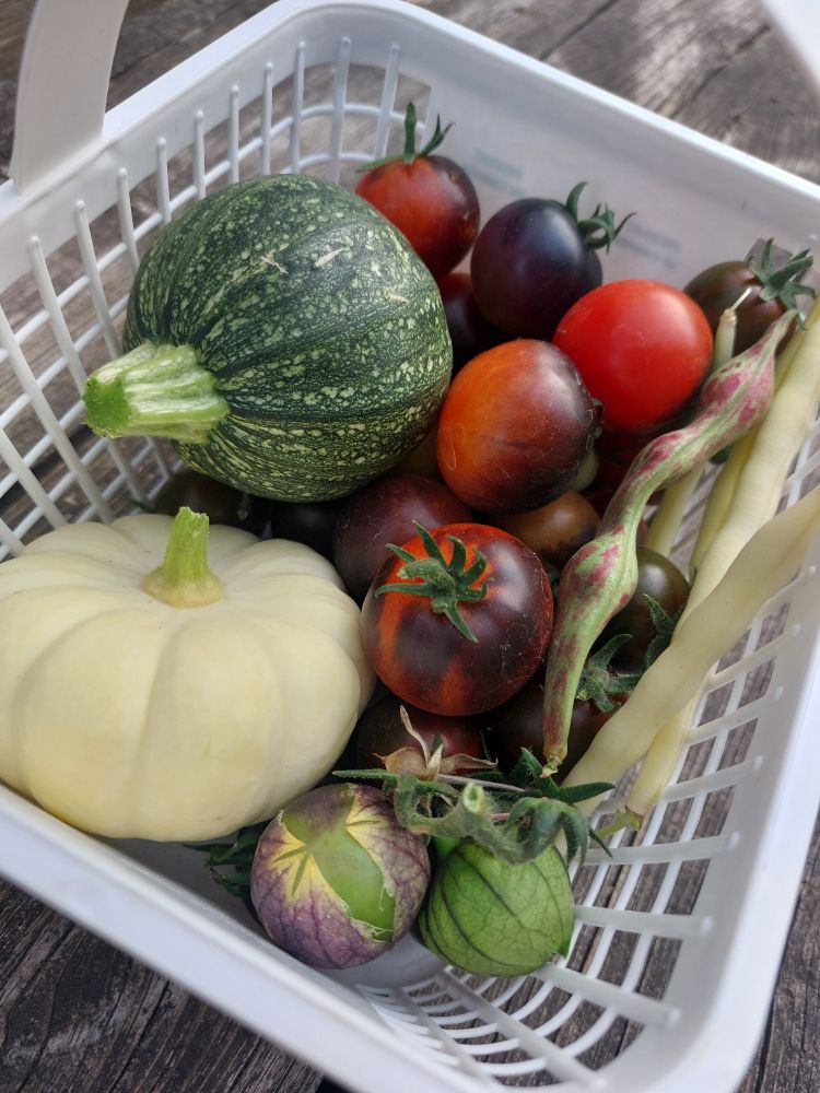small basket with a variety of cherry tomatoes, a round zucchini, a baby boo (mini white) pumpkin, a couple of green beans and tomatillos. 
