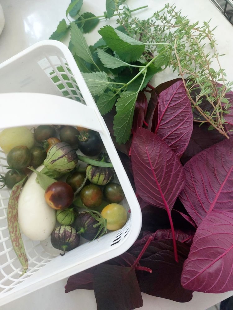 white basket with some cherry tomatoes, tomatillos, green beans, one lemon cucumber, one small white eggplant. next to the basket is a bunch of red amaranth leaves, lemon balm, and thyme. 