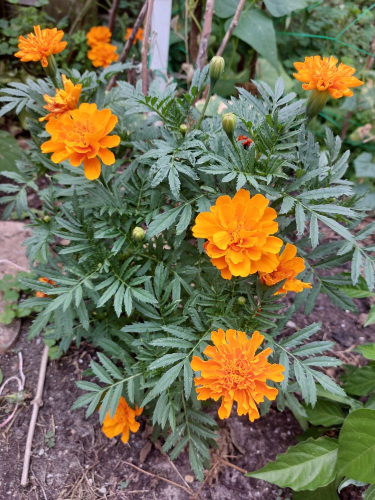 vibrant orange marigolds