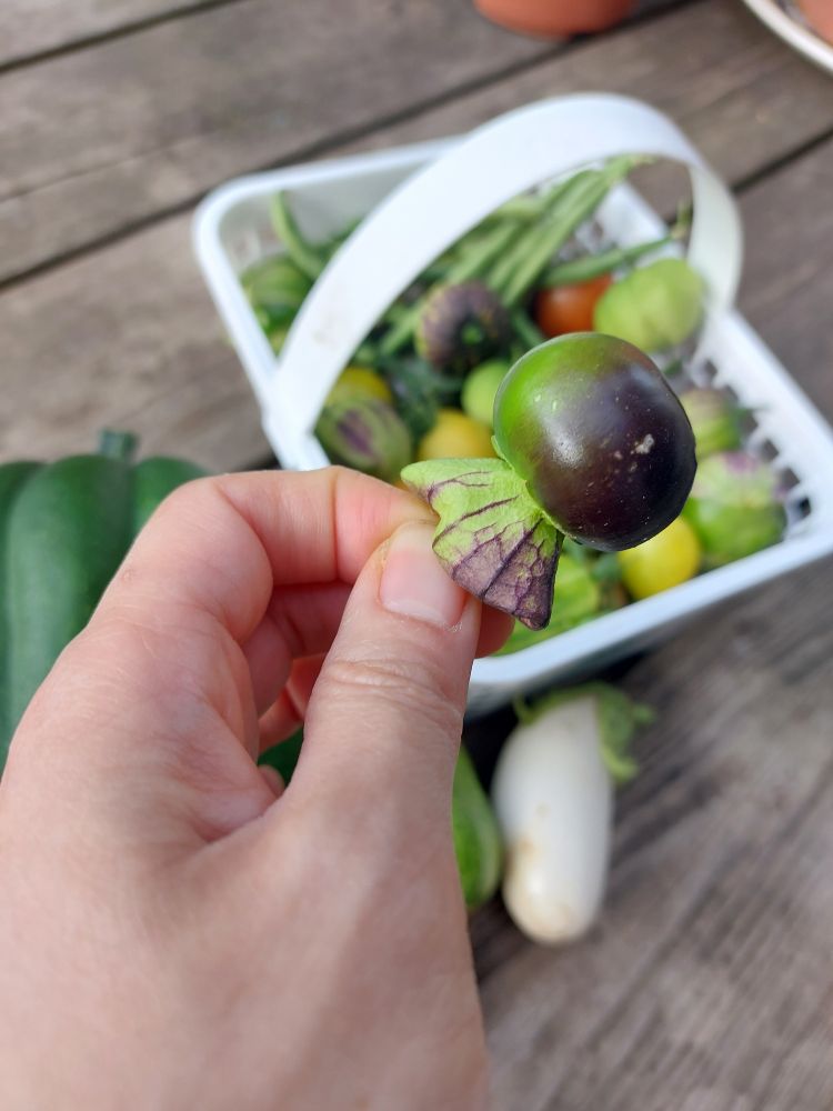 my hand holding up my funny tomatillo. in the blurry background is today's harvest 