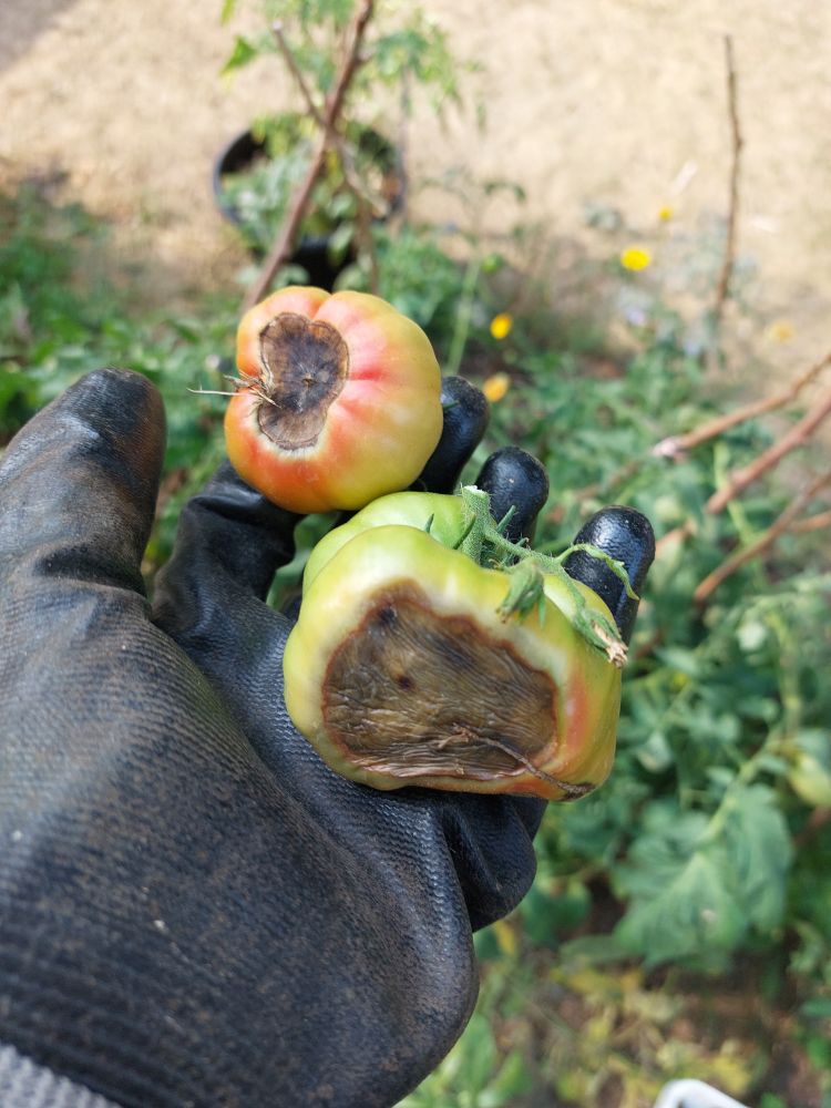 gloved hand holding two tomatoes with really bad blossom end rot (brown icky patches on the bottom that makes the tomato look rotten) 