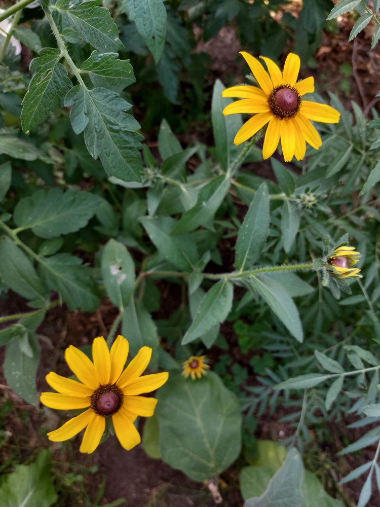 my first time growing black-eyed Susans. so pretty 