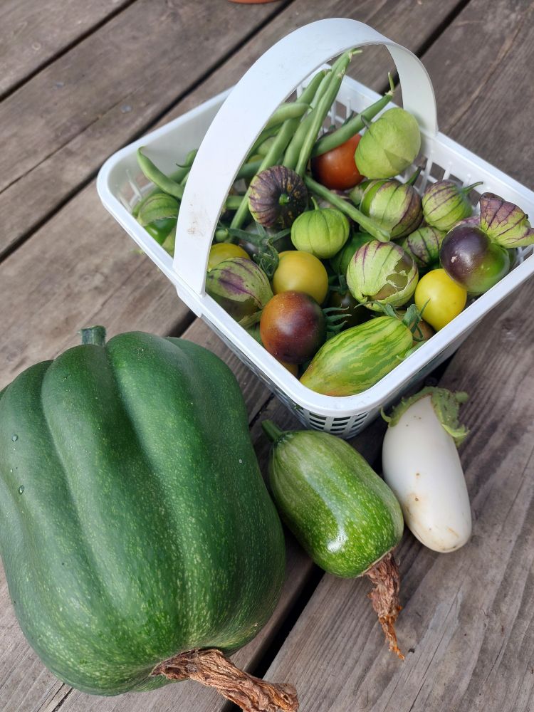 white basket filled with tomatoes, tomatillos, green beans. next to it: a large acorn/butternut-y squash. a tiny acorn/butternut-y squash. and a wee white eggplant. 
