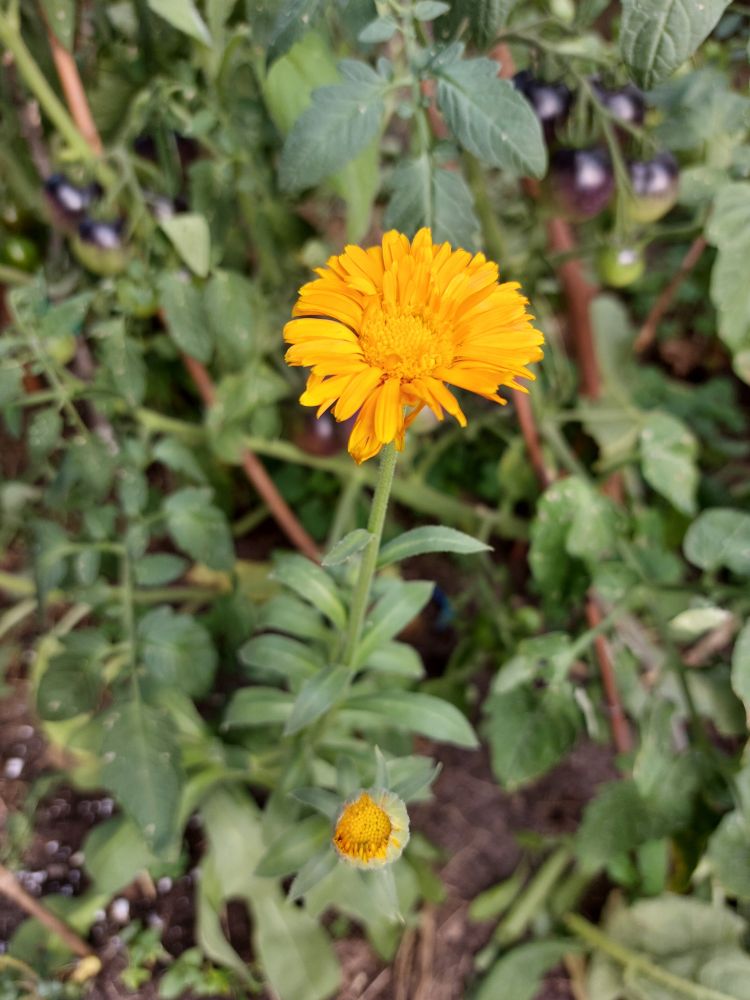 vibrant orangey-yellow calendula 