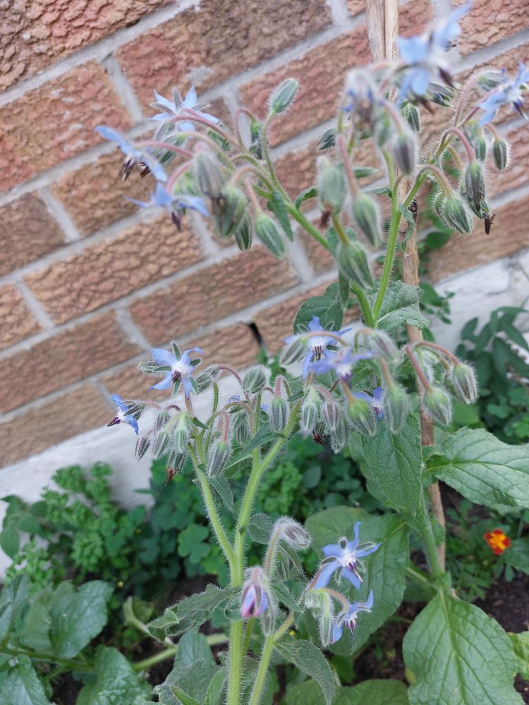 Borage! Lots of little flowers on the way