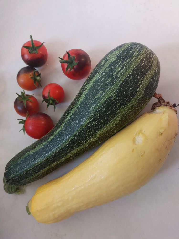 6 cherry tomatoes, one zucchini, one straightneck squash with a few bites taken out of the bottom from a hungry critter. 